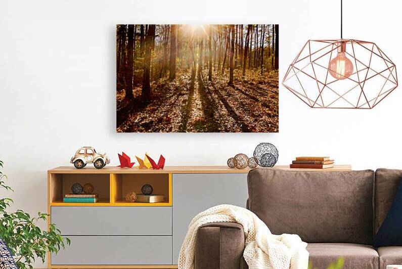 Radiant Circle of the Forest by Norma Brandsberg Photography