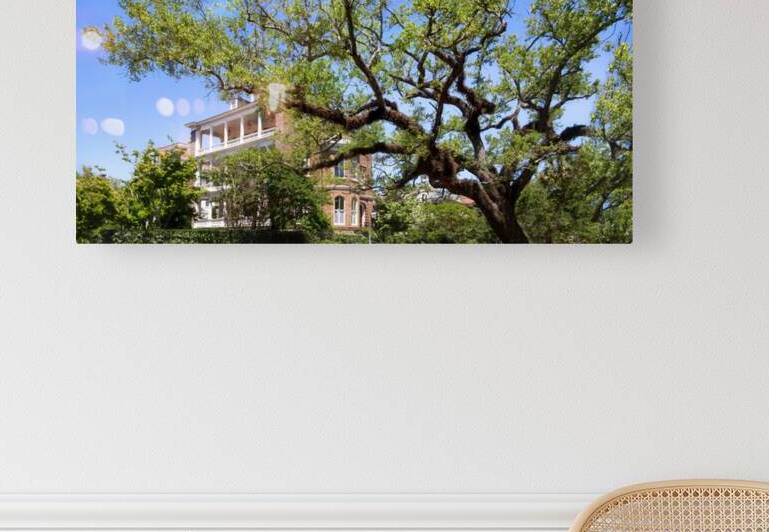 Live Oak Tree on Meeting  Street in Charleston by Shelia Hunt Photography