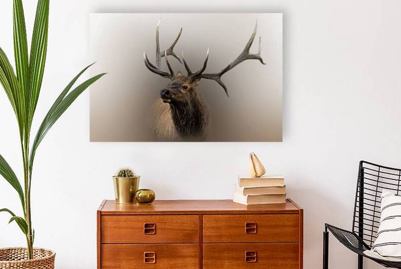 Kickstand by B Zolle