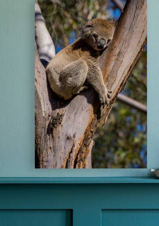 Koala by Adel B Korkor