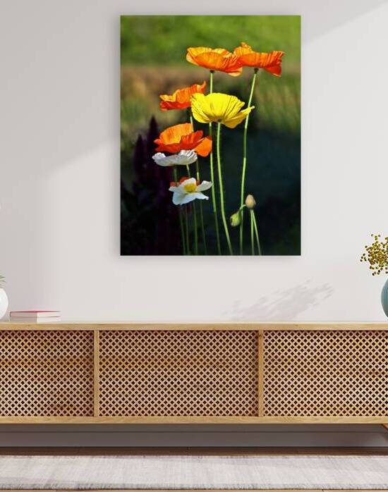 Iceland Poppies in the Sun by Gill Billington