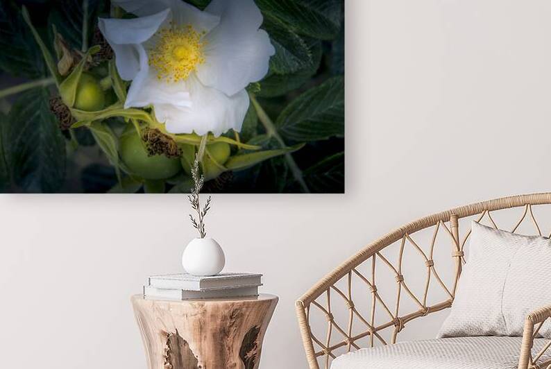 French Normandy Coastline Rose Hips by Norma Brandsberg Photography