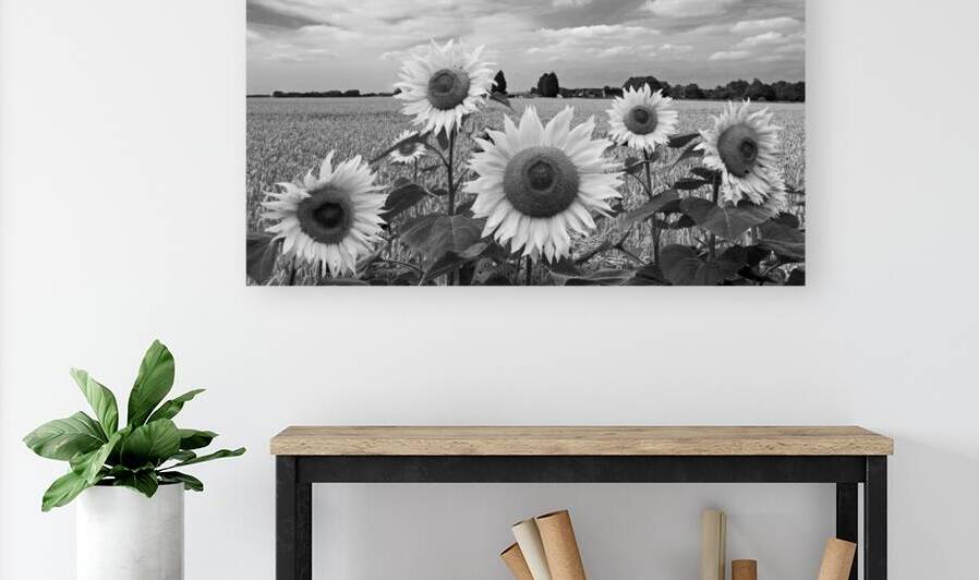 Sumertime On The Farm in Black and White by Gill Billington