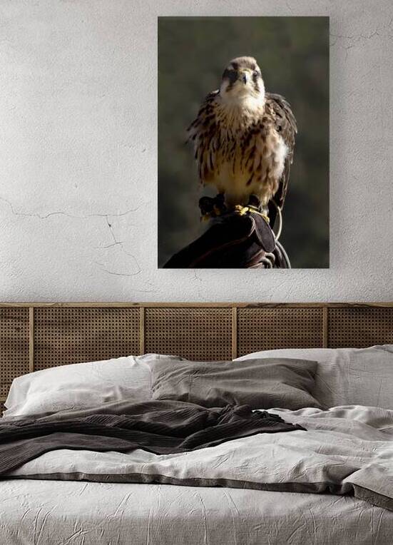 Red Tailed Hawk  by Norma Brandsberg Photography