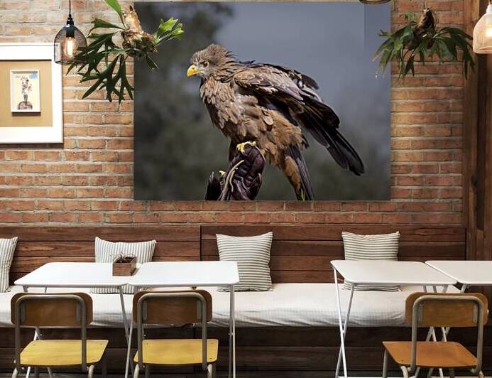 Raptor Red Tailed Hawk  Ruffled Feathers by Norma Brandsberg Photography