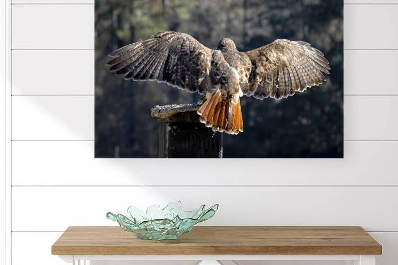 Red Tailed Hawk Landing by Norma Brandsberg Photography