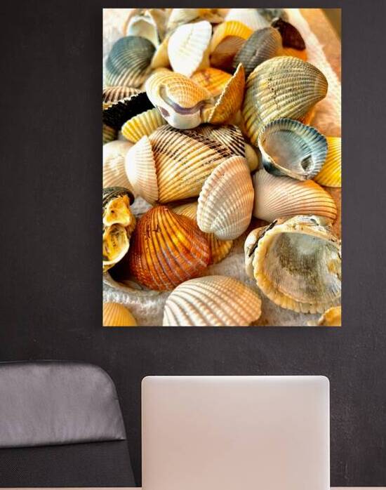 Beachcombing Shells by Bill Swartwout Photography