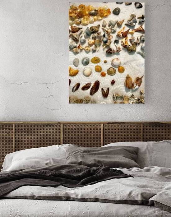 Beachcombing Shells Assortment by Bill Swartwout Photography