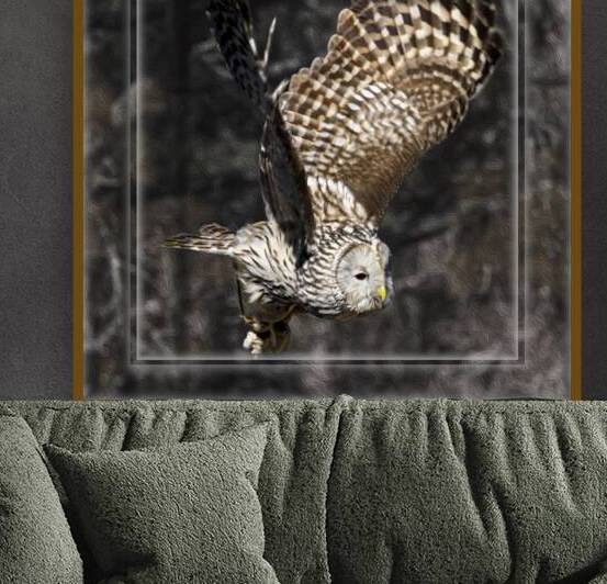 Double Framed Barred Owl by Norma Brandsberg Photography