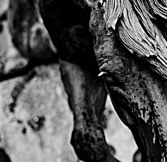 mustangs of las colinas  square 2122 Stallion 13k by Black And White