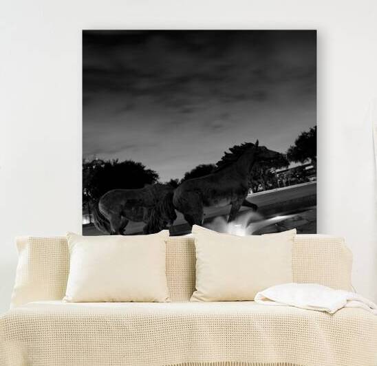 mustangs of las colinas at night  square 770 Coli by Black And White