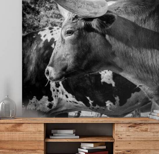 texas longhorn  square 817 Steer 13k by Black And White