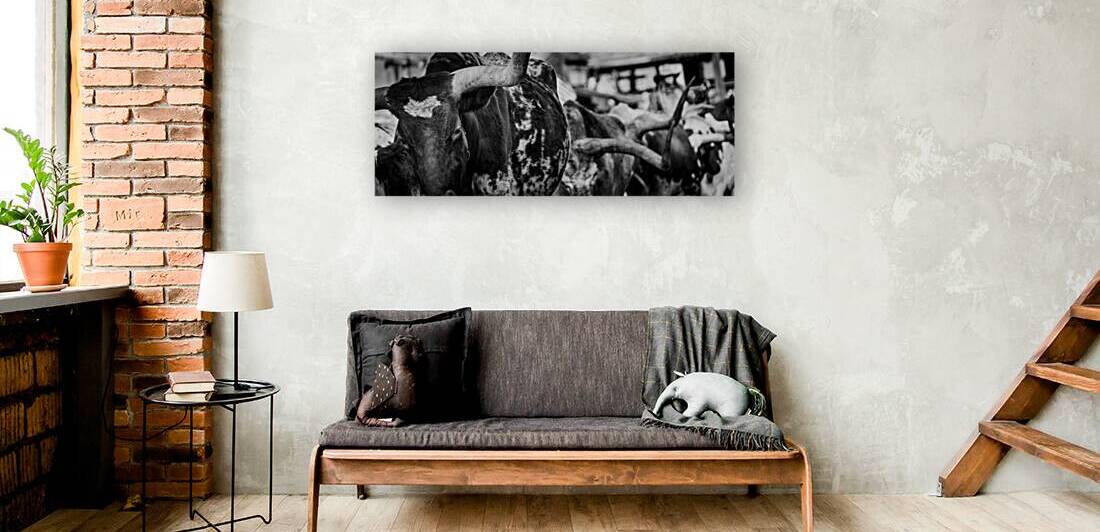 long horn of a texas longhorn  panoramic 2129 Hor by Black And White
