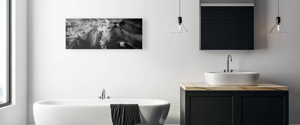 texas longhorn  panoramic 817 Steer 13k by Black And White