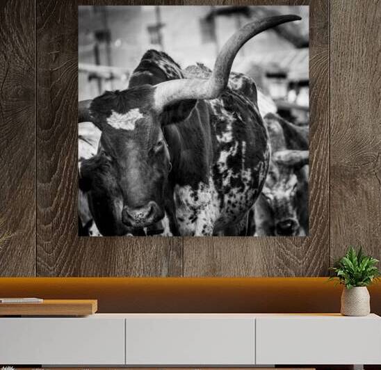 long horn of a texas longhorn  square 2129 Horn 1 by Black And White
