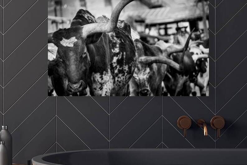 long horn of a texas longhorn  horizontal 2129 Ho by Black And White