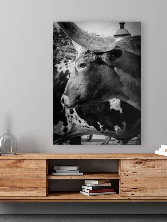 texas longhorn  vertical 817 Steer 13k by Black And White