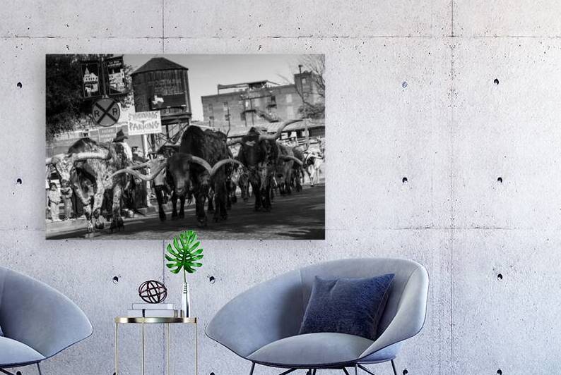 stockyard cattle drive  horizontal 803 Drive 13k. by Black And White