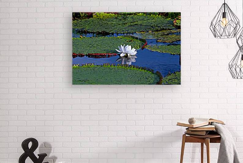 Amazon Water Lilly by Adel B Korkor