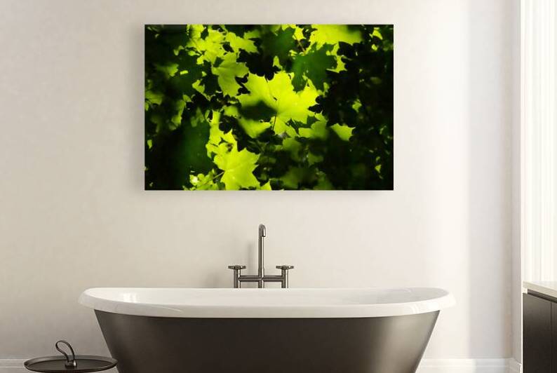 Maple Leaves by Adel B Korkor