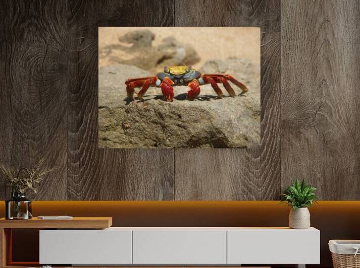 Sally Lightfoot Crab by Adel B Korkor