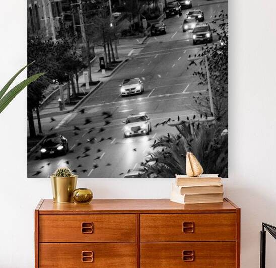 birds fly over la branch street  square 919 Birds by Black And White