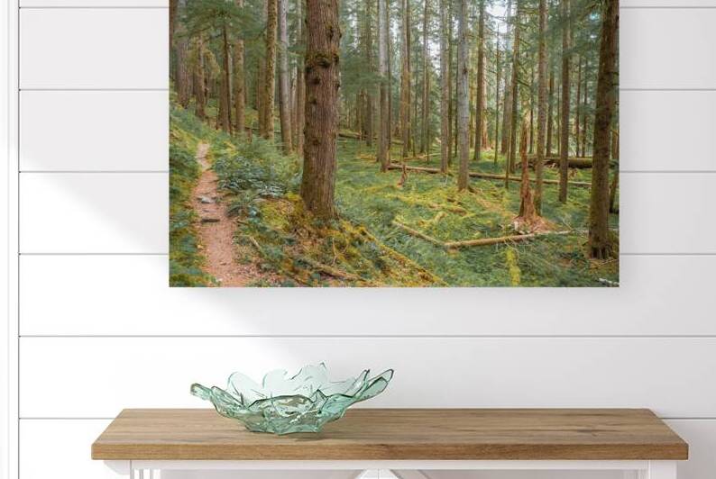 Mossy Forrests of the Olympics by Brad Millett Photography