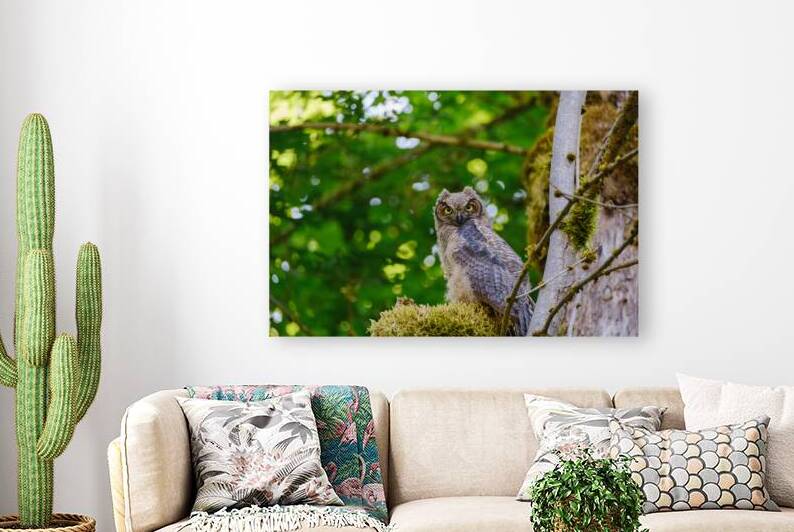 Baby Great Horned Owl by Brad Millett Photography