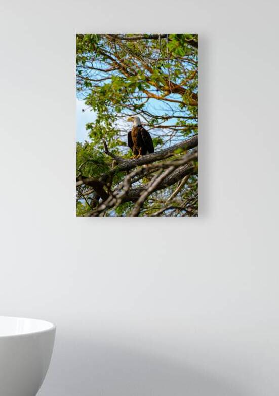 Bald Eagle in the Madrone Tree by Brad Millett Photography