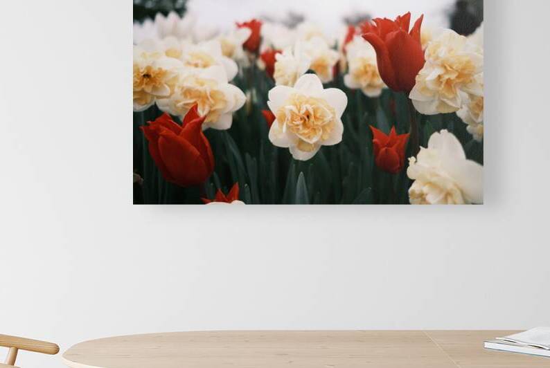 Daffodils by Brad Millett Photography