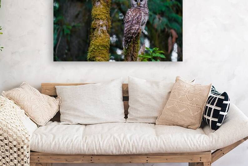 Bard Owl by Brad Millett Photography