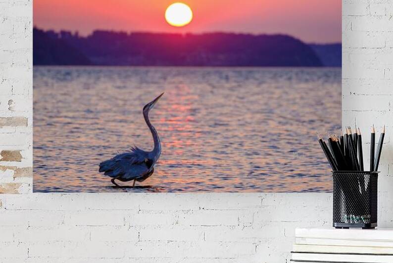 Blue Heron Strutting by Brad Millett Photography