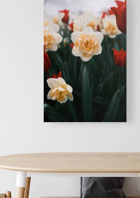 Daffodil by Brad Millett Photography