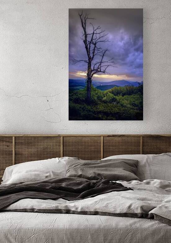 Mills Gap Tree Still Standing Tall by Norma Brandsberg Photography