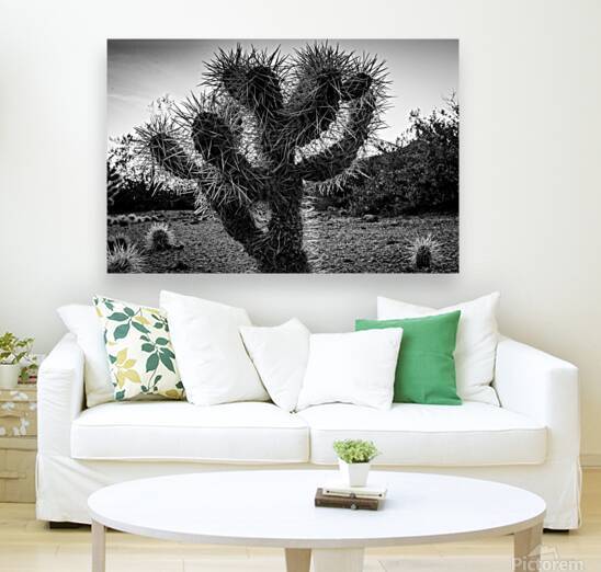 cholla cactus at dusk  horizontal 1955 Cholla 13k by Black And White