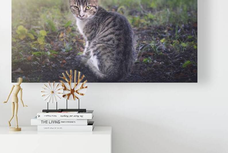 A little kitten is looking straight into your eye by Dejan Travica