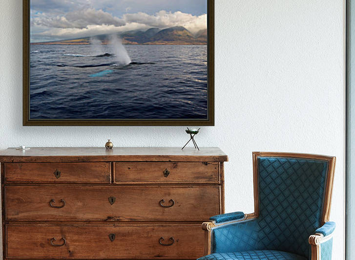 Hawaii, Maui, The Spout Of Two Humpback Whales. by PacificStock