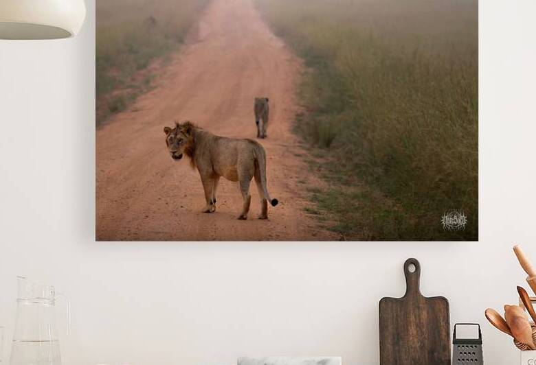 Stray Cat Strut by Nate Solo