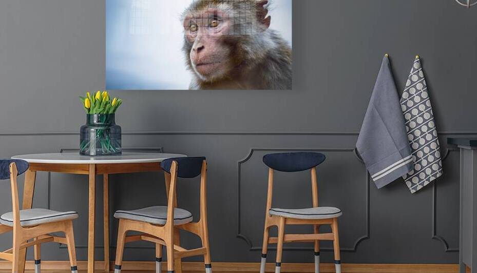 Macaque by vanOgtrop Photography