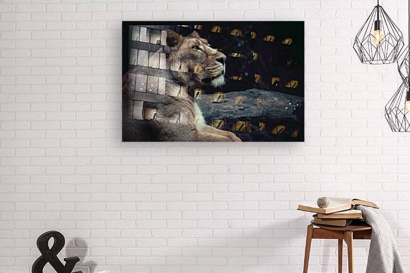 Lioness by vanOgtrop Photography