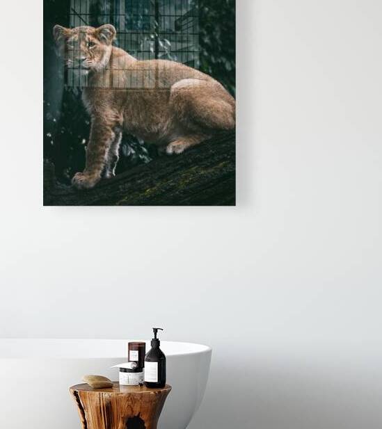 Lion Cub by vanOgtrop Photography