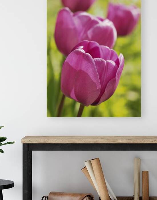 Follow the Leader by Suzanne Bonin