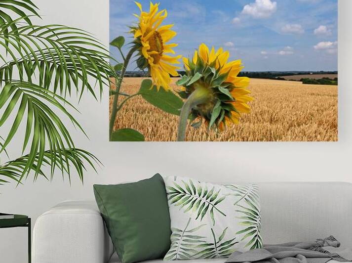 Sunflowers Overlooking Wheat Fields P7270085 by Gill Billington
