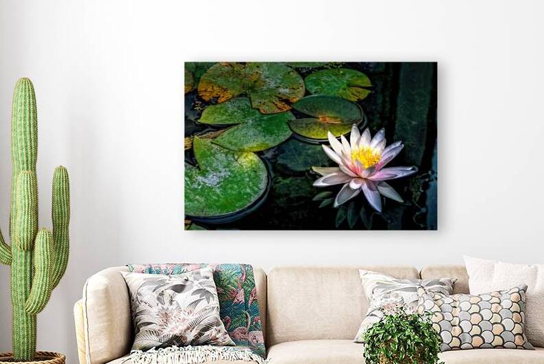 Arboretum Lotus Lily at Sunset by Norma Brandsberg Photography