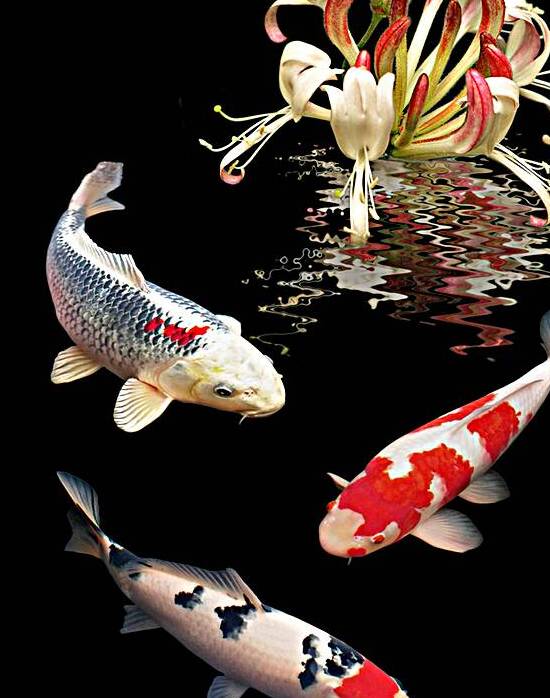 Koi With Honeysuckle Reflections Vertical by Gill Billington