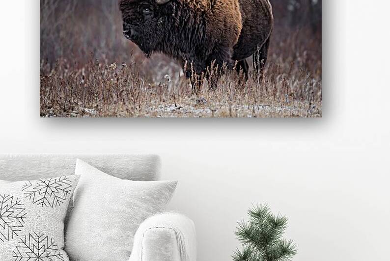 American Bison by Kevin Smith