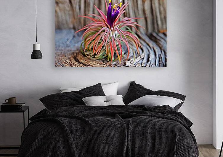 Blooming Tillandsia I by Deb Oppermann