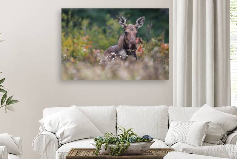 The Fading Moose by Kevin Smith