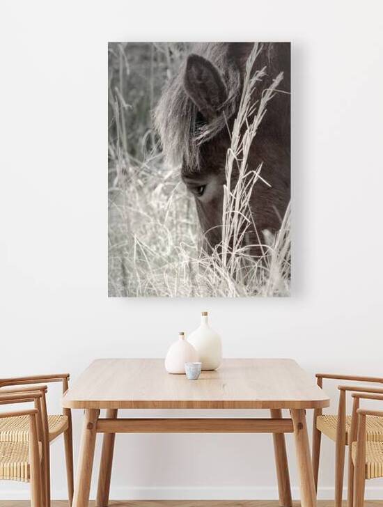 Chincoteague Assateague Wild Ponies by Norma Brandsberg Photography