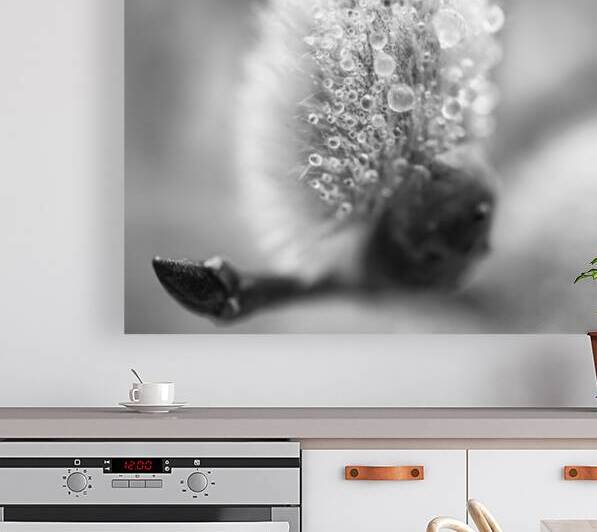 Pussy WIllow Flower With Droplets B&W by Iris H Richardson